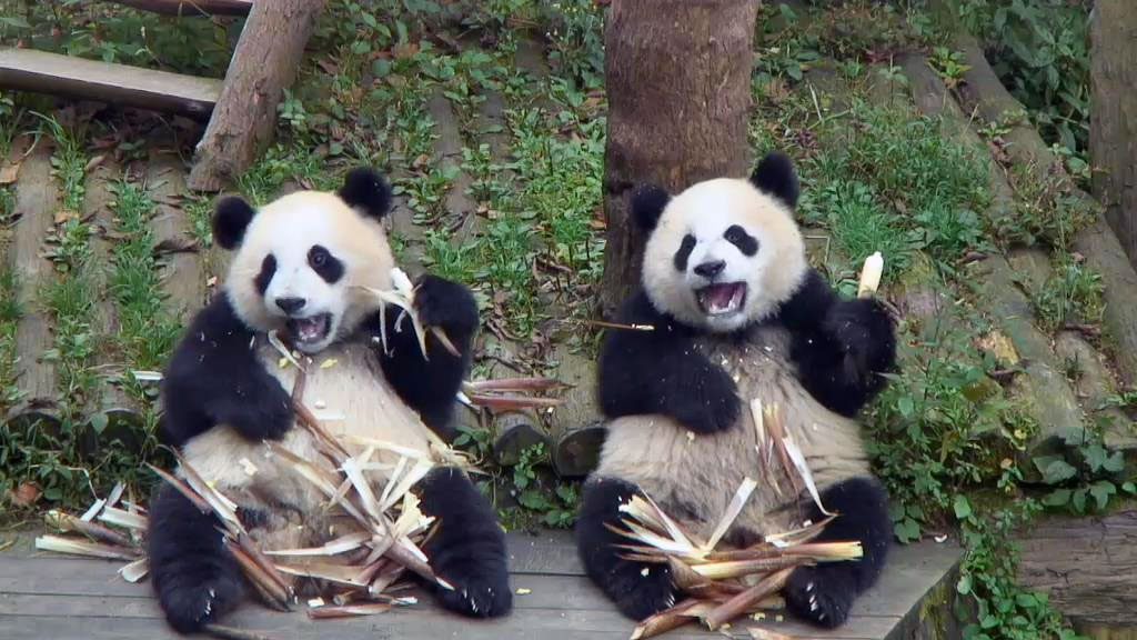 Panda-Toddlers-Bamboo-1